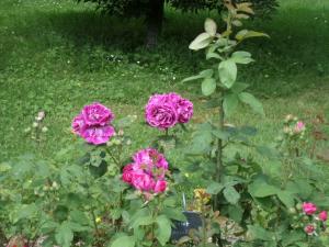 Rose Baron Girod de L'Ain
