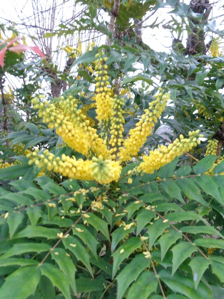 Mahonia du Japon - Photo Sylvie Rigal