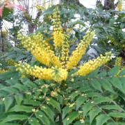 Mahonia du Japon - Photo Sylvie Rigal