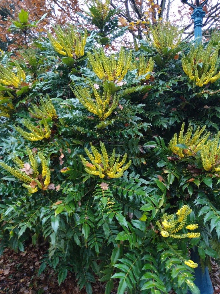 Mahonia du japon - Photo Pierre Claeyman