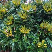 Mahonia du japon - Photo Pierre Claeyman