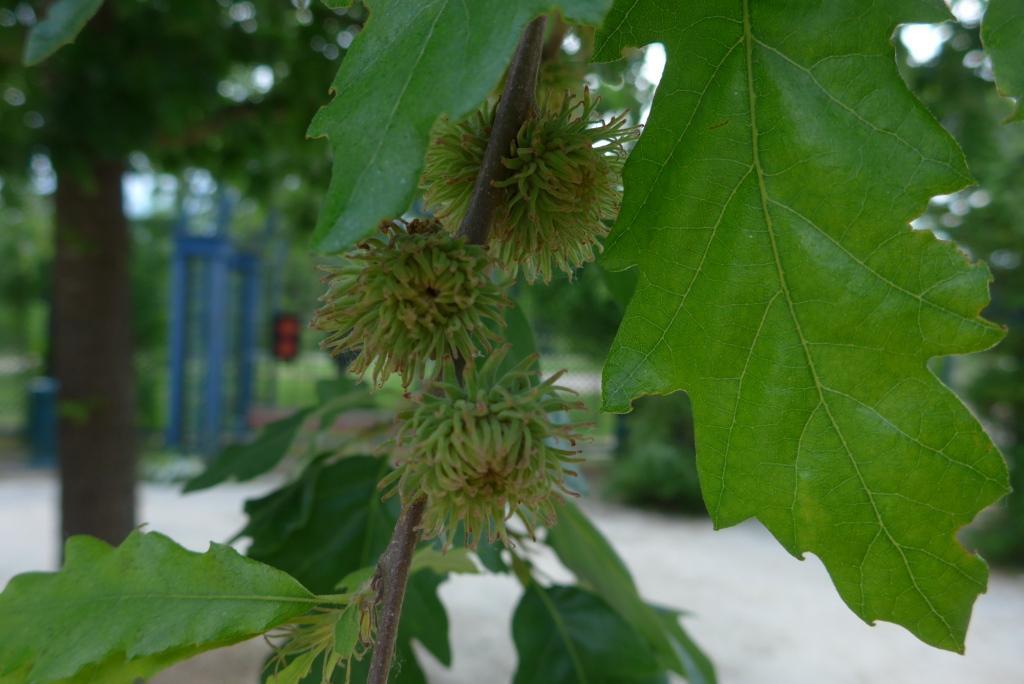 N°3 : Chêne chevelu - Quercus Cerris Fagaceae (light)