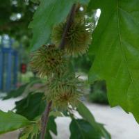 N°3 : Chêne chevelu - Quercus Cerris Fagaceae (light)