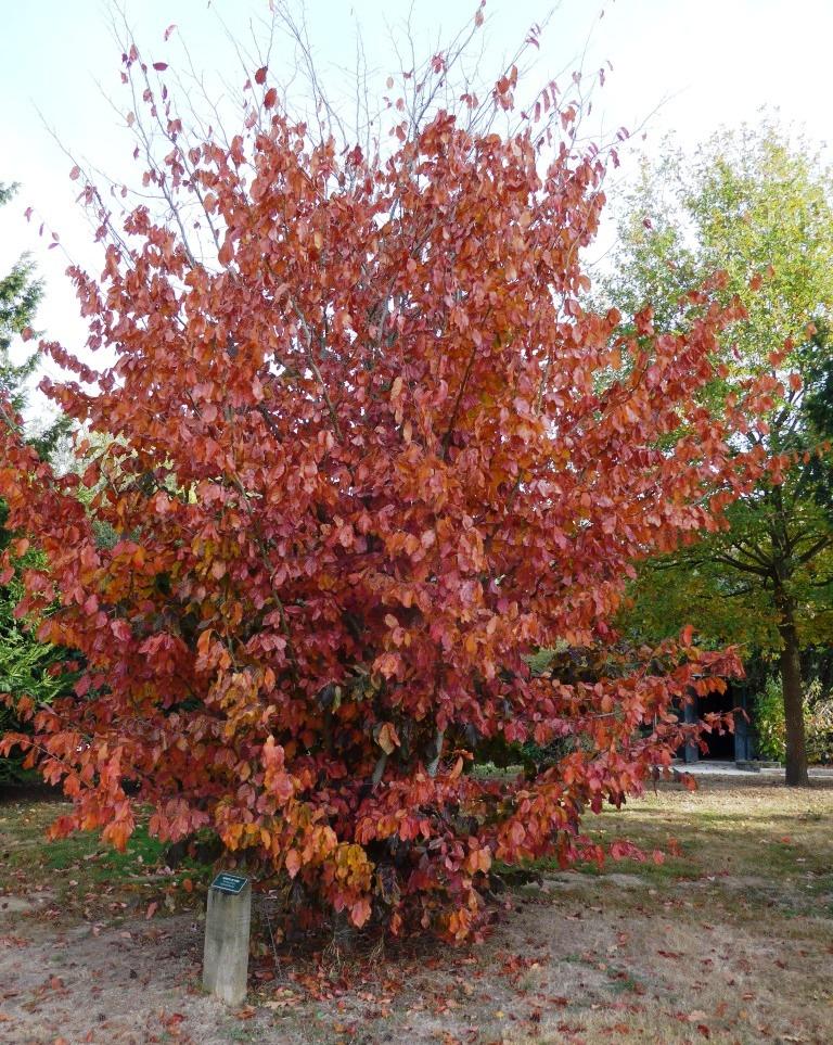 N°4 : Parrotie de Perse - Parrotia persica Hamamelidaceae