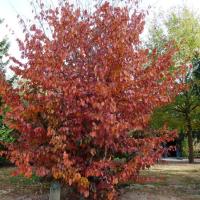 N°4 : Parrotie de Perse - Parrotia persica Hamamelidaceae