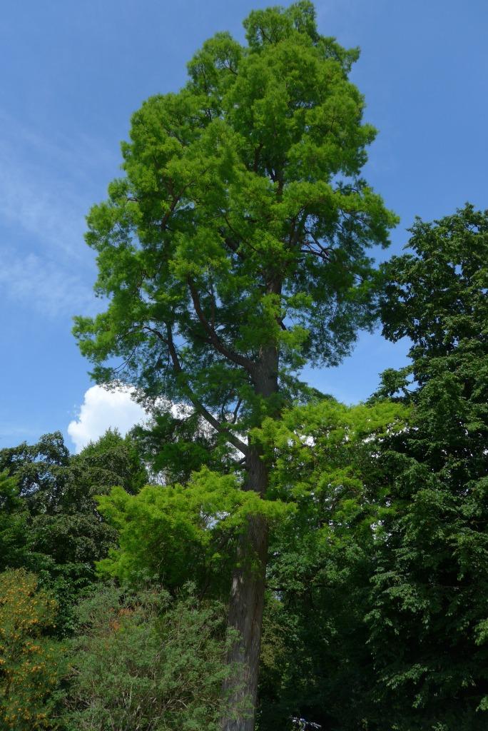 N°1 : Cyprès chauve au printemps - Taxodium distichum Taxodiaceae