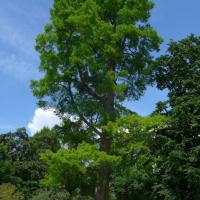 N°1 : Cyprès chauve au printemps - Taxodium distichum Taxodiaceae