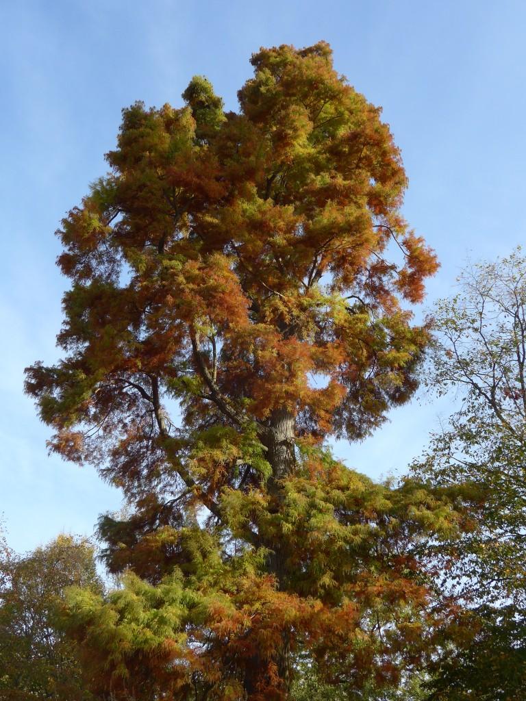 N°1 : Cyprès chauve à l'automne - Taxodium distichum Taxodiaceae