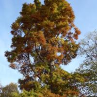 N°1 : Cyprès chauve à l'automne - Taxodium distichum Taxodiaceae