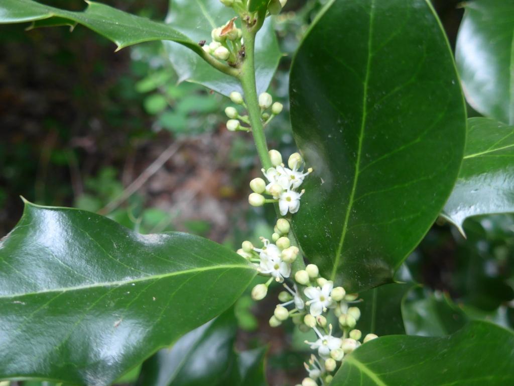 N°19 : Houx Ilex aquifolium - Aquifoliaceae