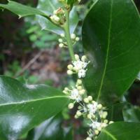 N°19 : Houx Ilex aquifolium - Aquifoliaceae