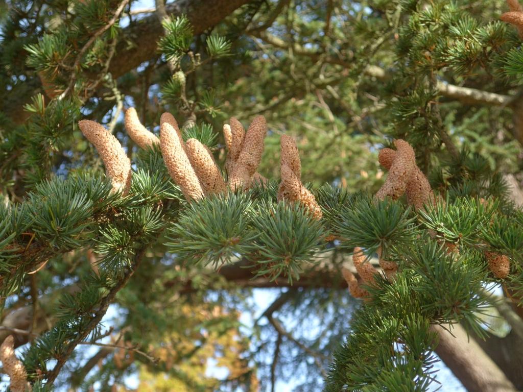 N°2 : Cèdre de l'Atlas - Cedrus atlantica Pinaceae