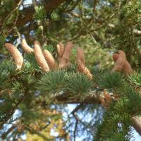 N°2 : Cèdre de l'Atlas - Cedrus atlantica Pinaceae