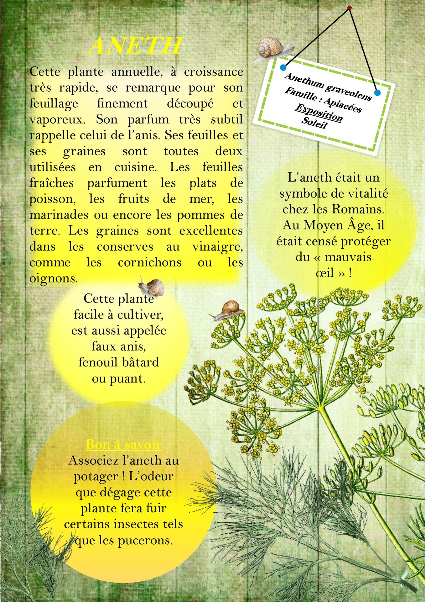 Aneth expo herbier