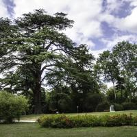 N°2  : Cèdre de l'Atlas