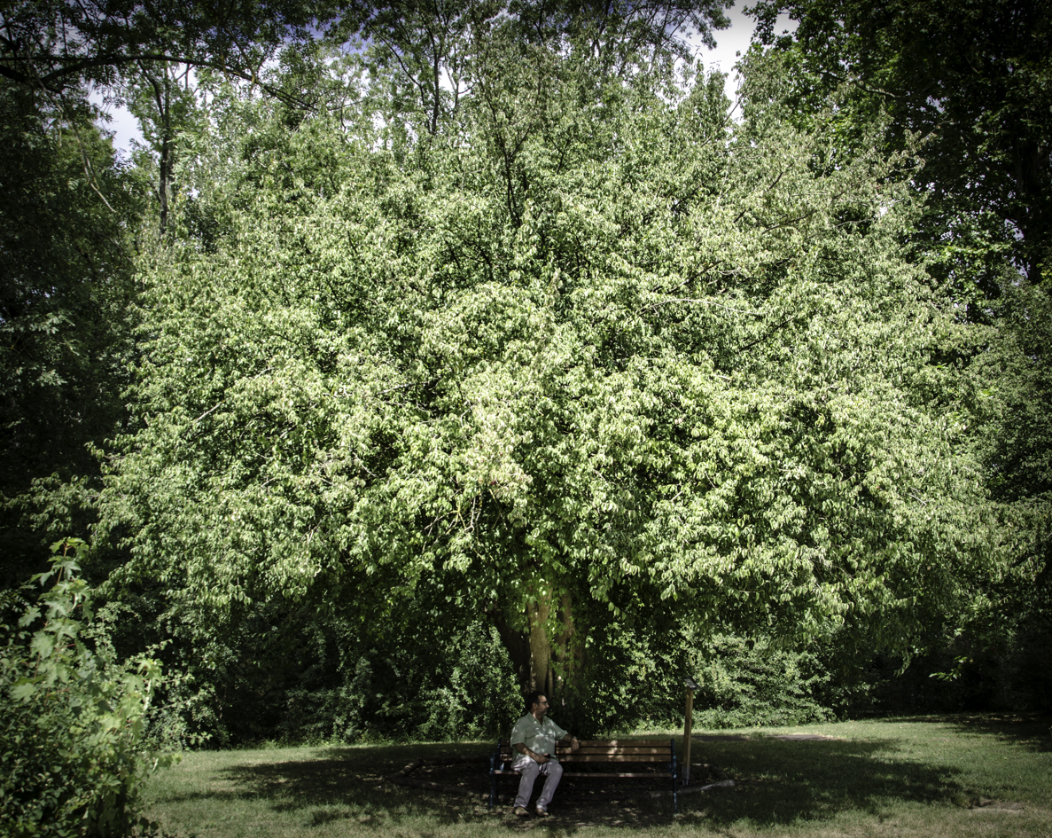 N°23 : Cornouiller mâle, classé Arbre remarquable