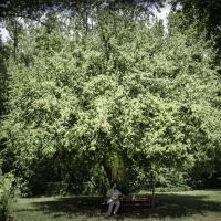 N°23 : Cornouiller mâle, classé Arbre remarquable