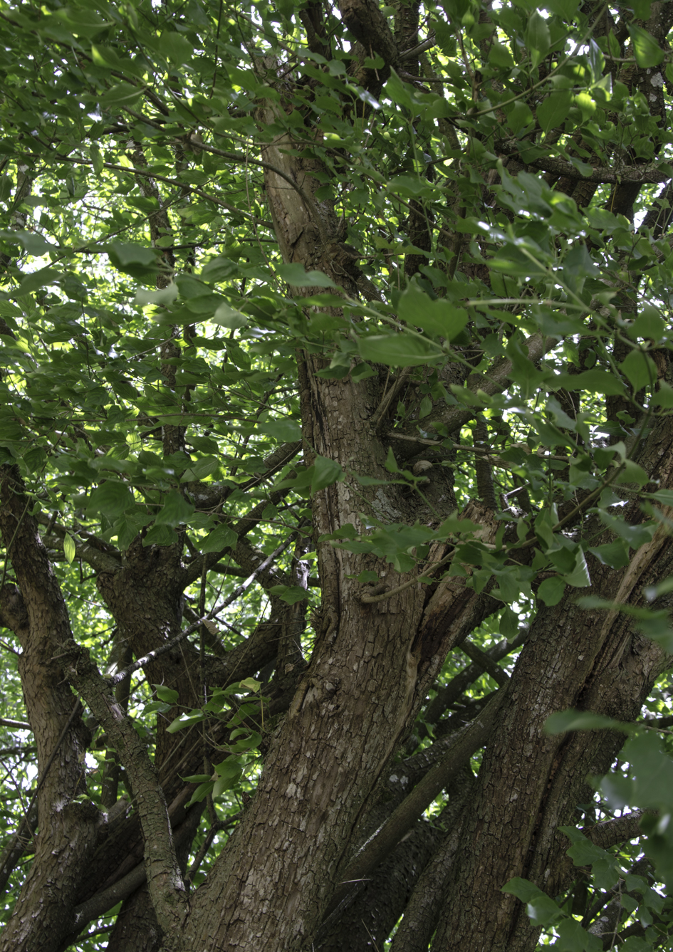 N°23 : Cornouiller mâle, classé Arbre remarquable