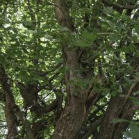 N°23 : Cornouiller mâle, classé Arbre remarquable