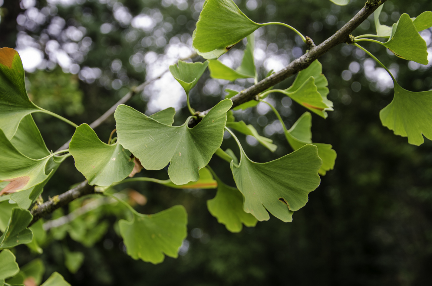 N°10 : Arbre aux quarante écus (Ginkgo Biloba)