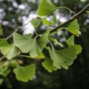 Quel est l'autre nom de l'arbre aux 40 écus ?