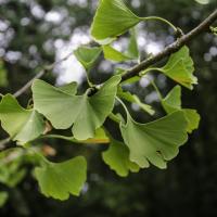 N°10 : Arbre aux quarante écus (Ginkgo Biloba)