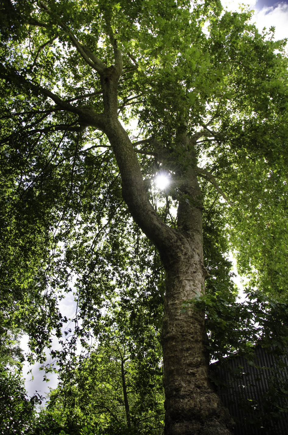 N°9 : Platane à pied d'éléphant, classé Arbre remarquable