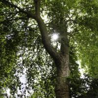 N°9 : Platane à pied d'éléphant, classé Arbre remarquable