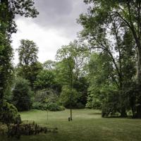 N°10 : Arbre aux quarante écus (Ginkgo Biloba)