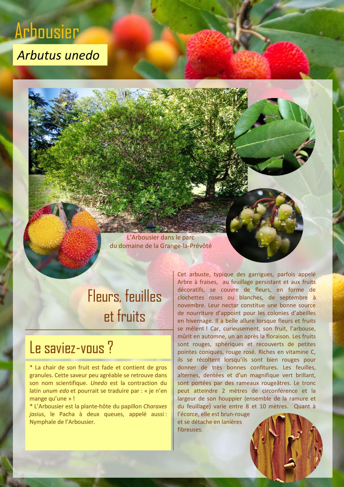 Arbousier