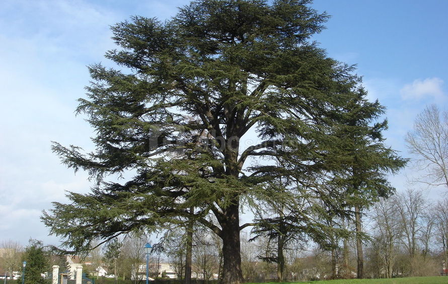 Arbre parc