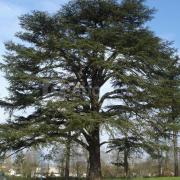 Arbre parc