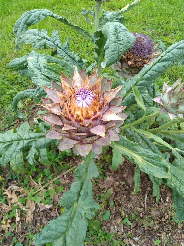 Le potager : artichaut