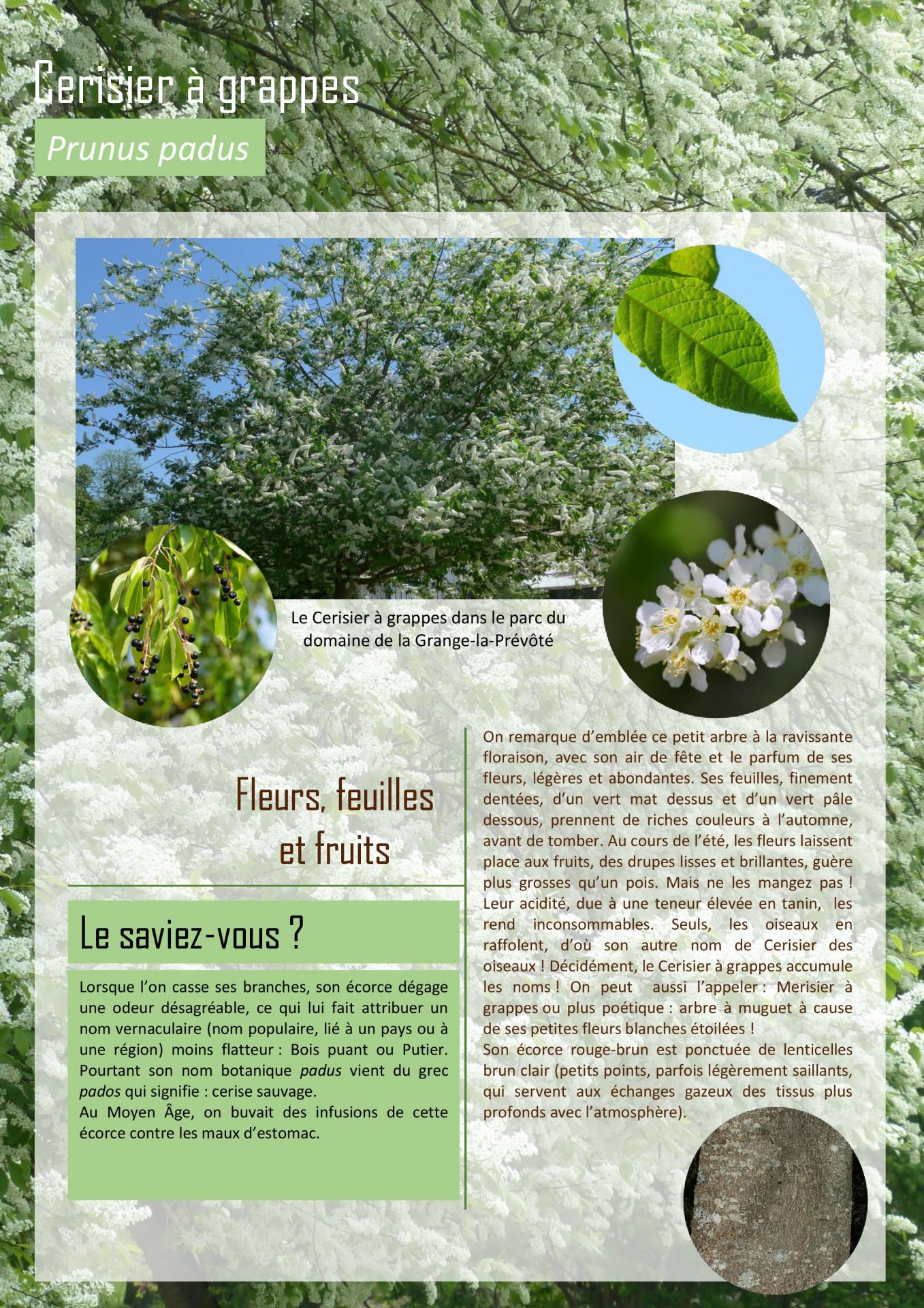 Cerisier à grappes