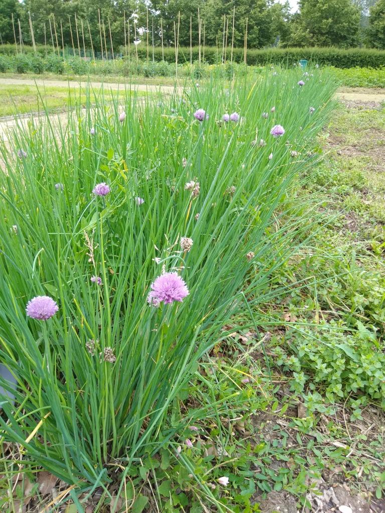 Le potager : ciboulette