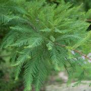 A quelle saison le cyprès chauve perd-il ses feuilles ?