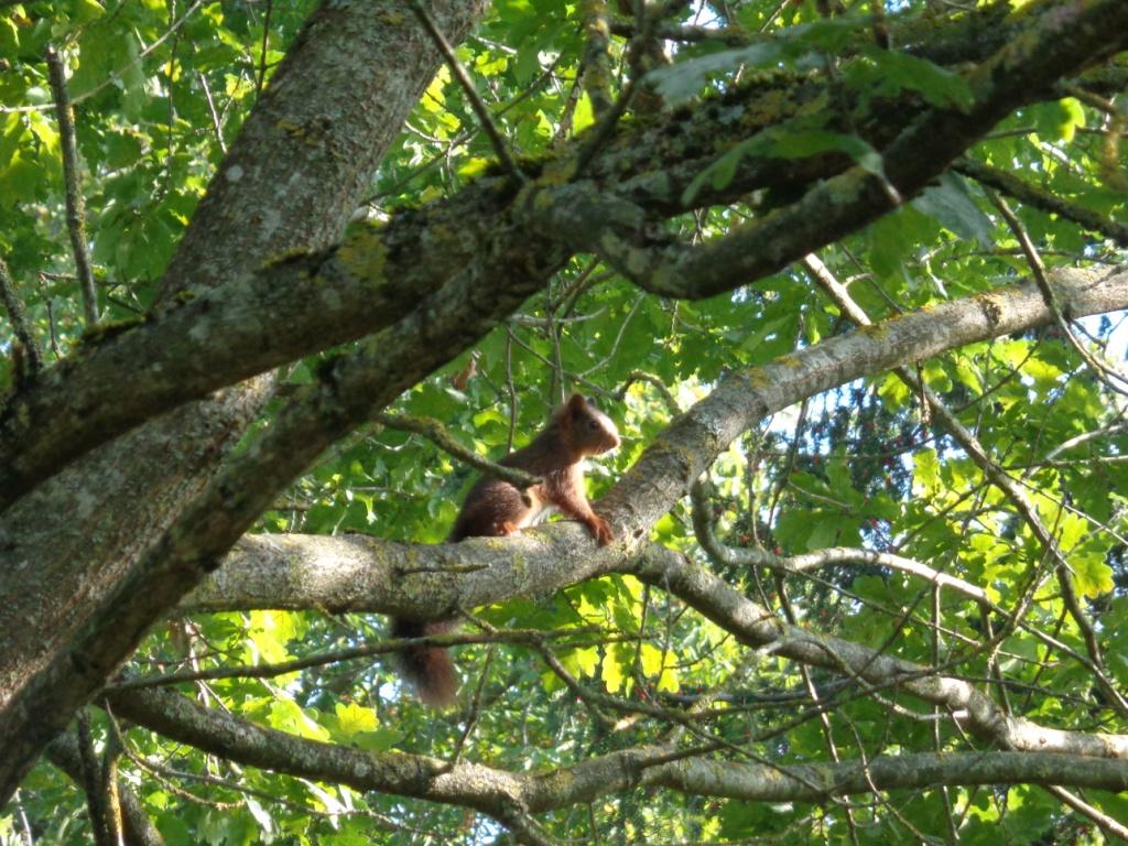 Ecureuil roux dans le parc du château