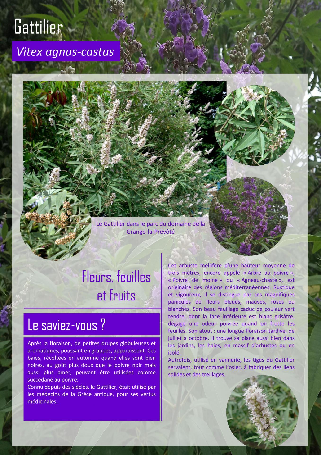 Gattilier
