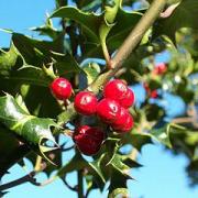 Qui du houx mâle ou femelle porte des fruits ?