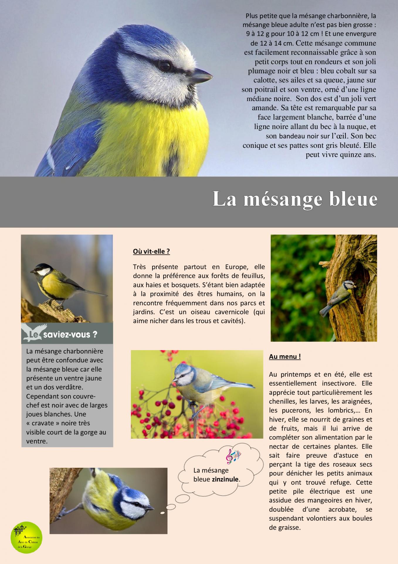 La mésange bleue