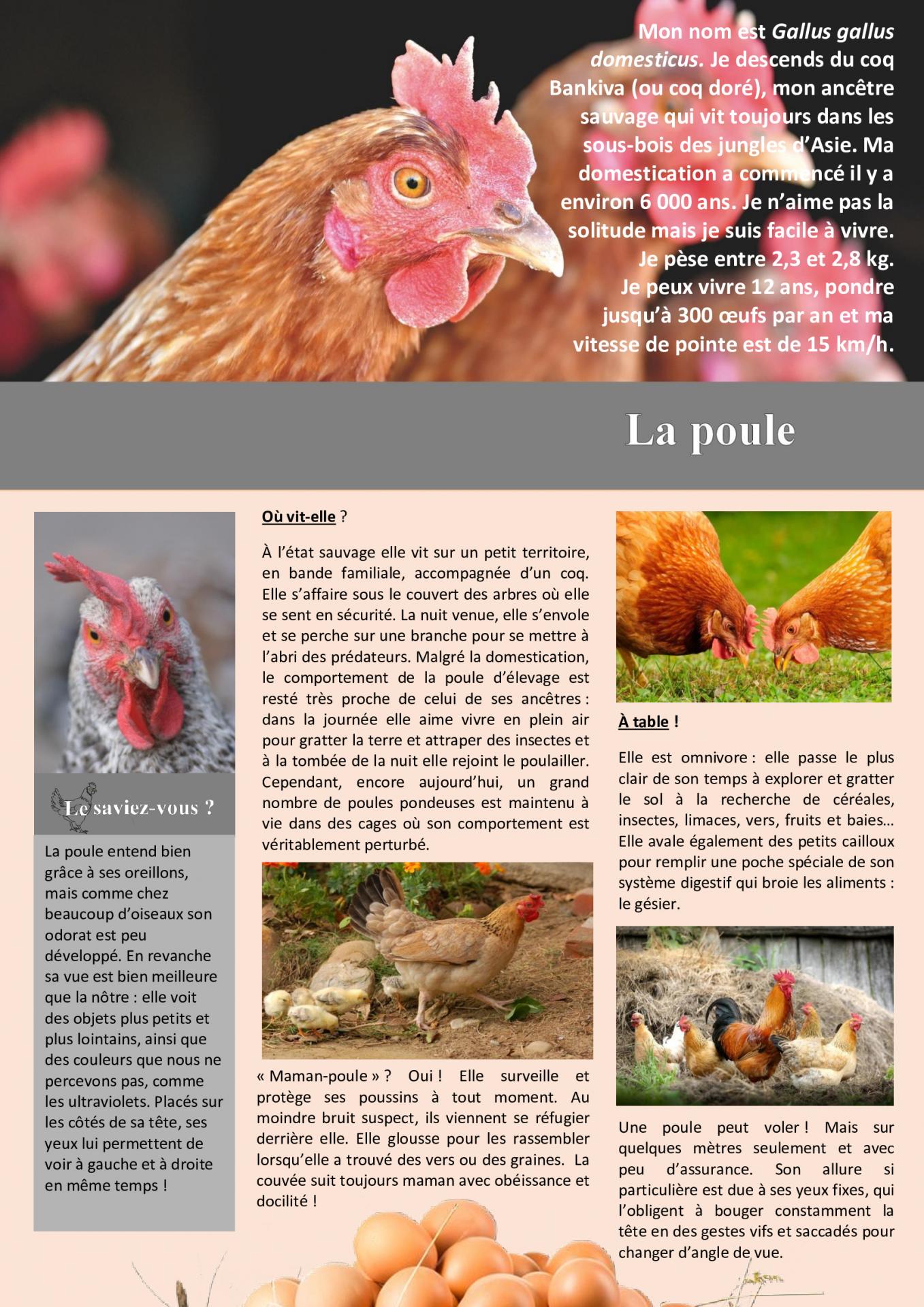 La poule