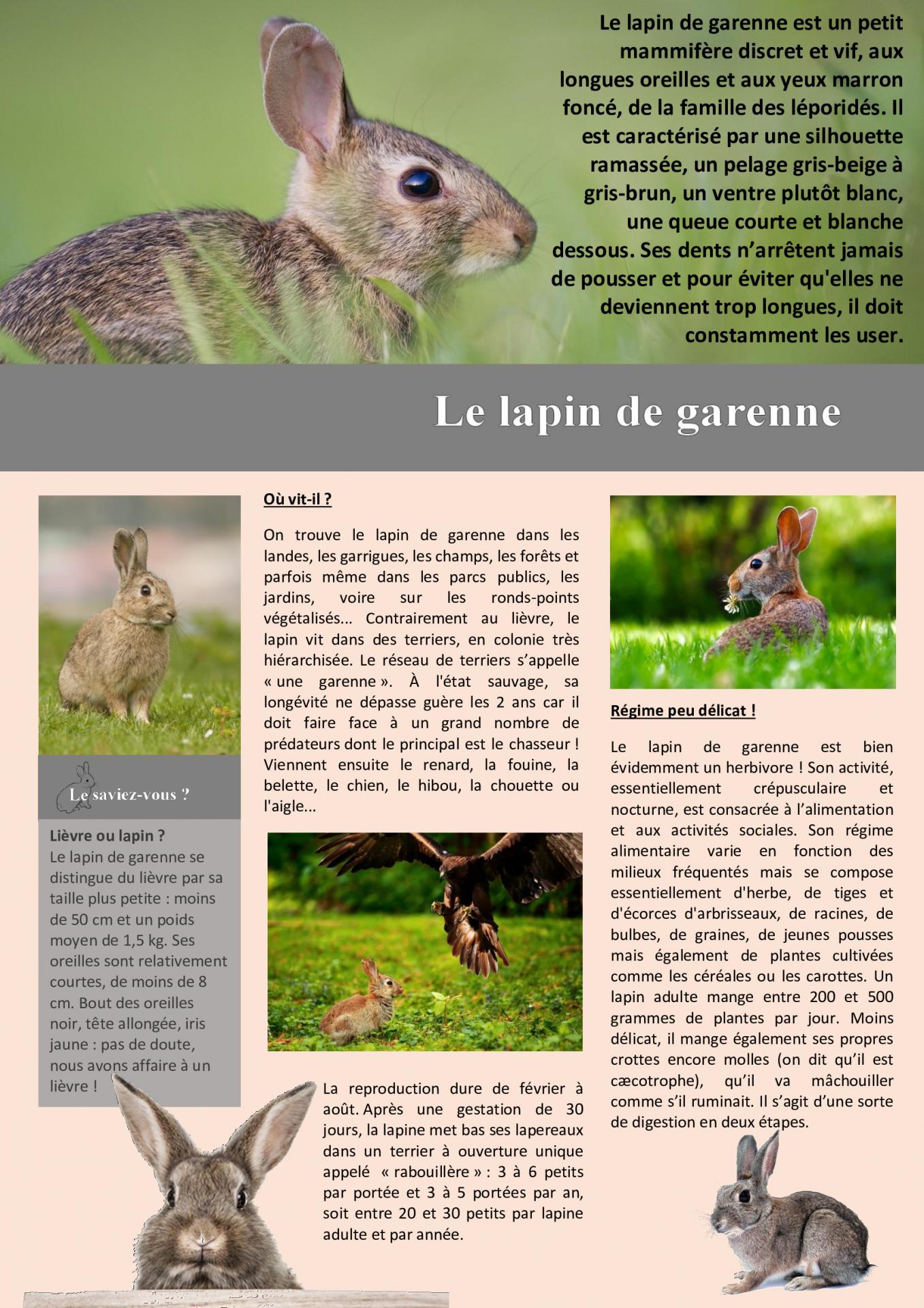 Le lapin de garenne