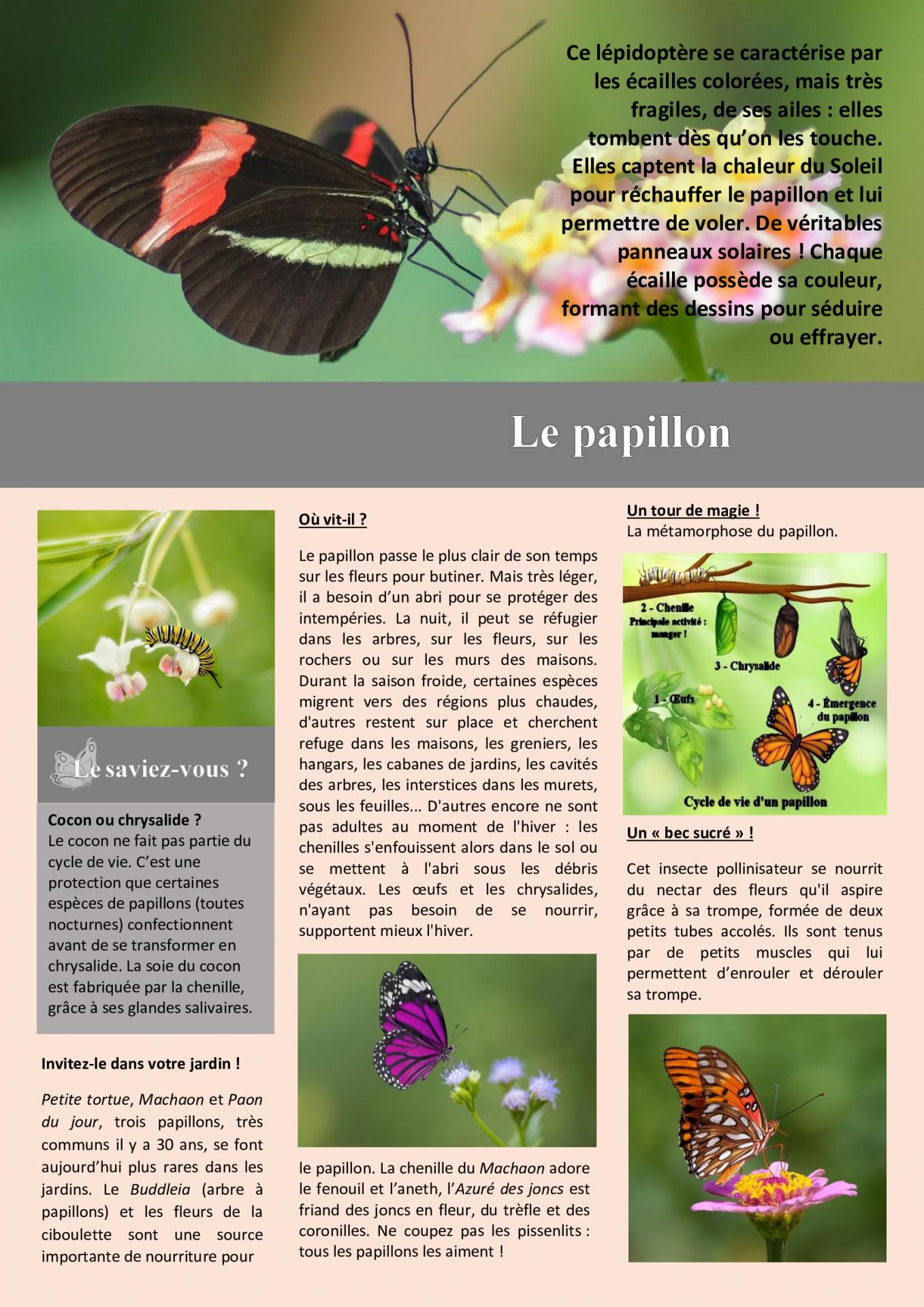 Le papillon