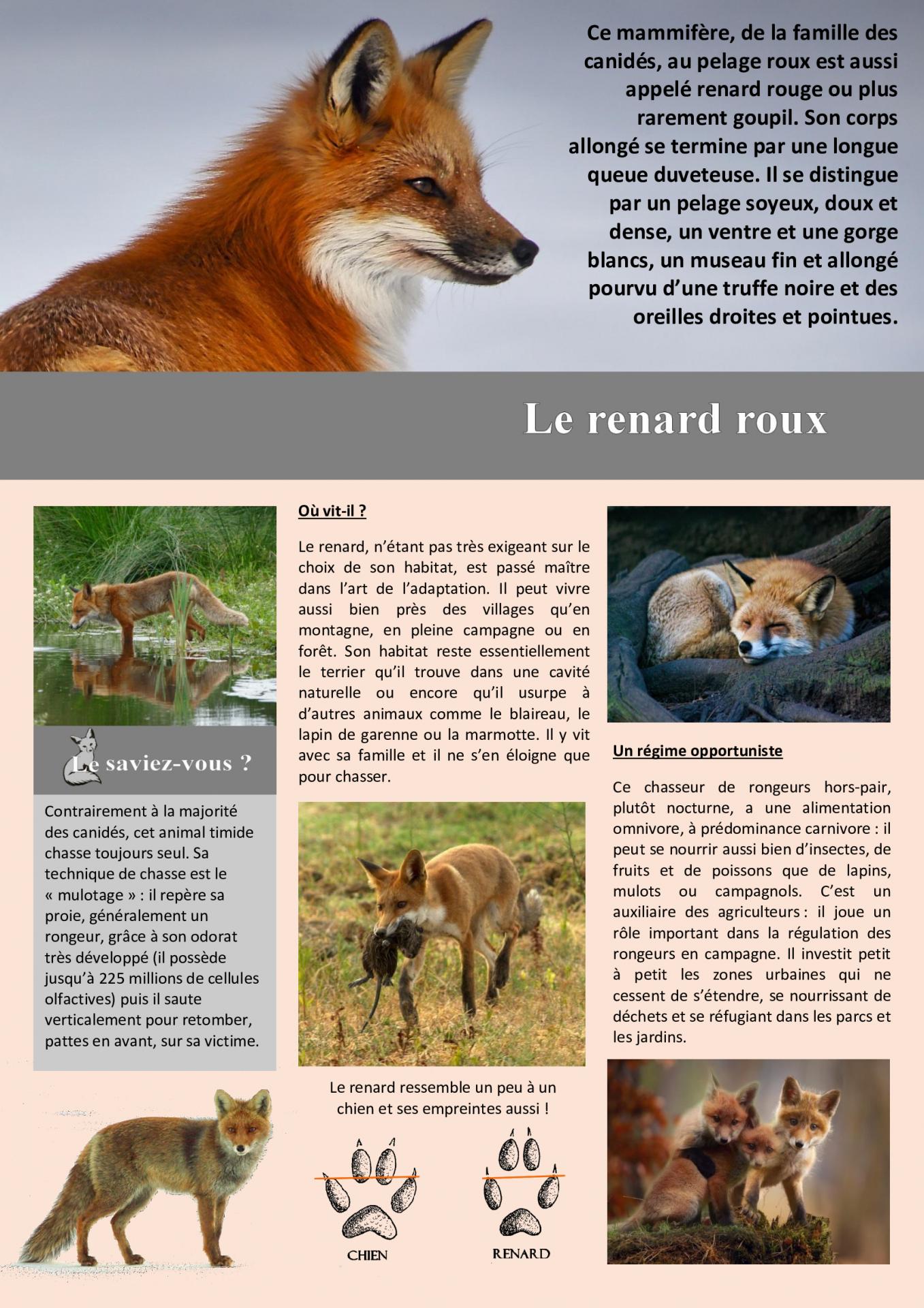 Le renard roux