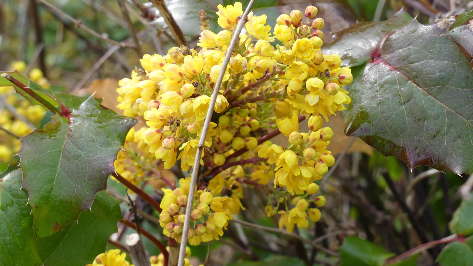 Mahonia à feuilles de houx