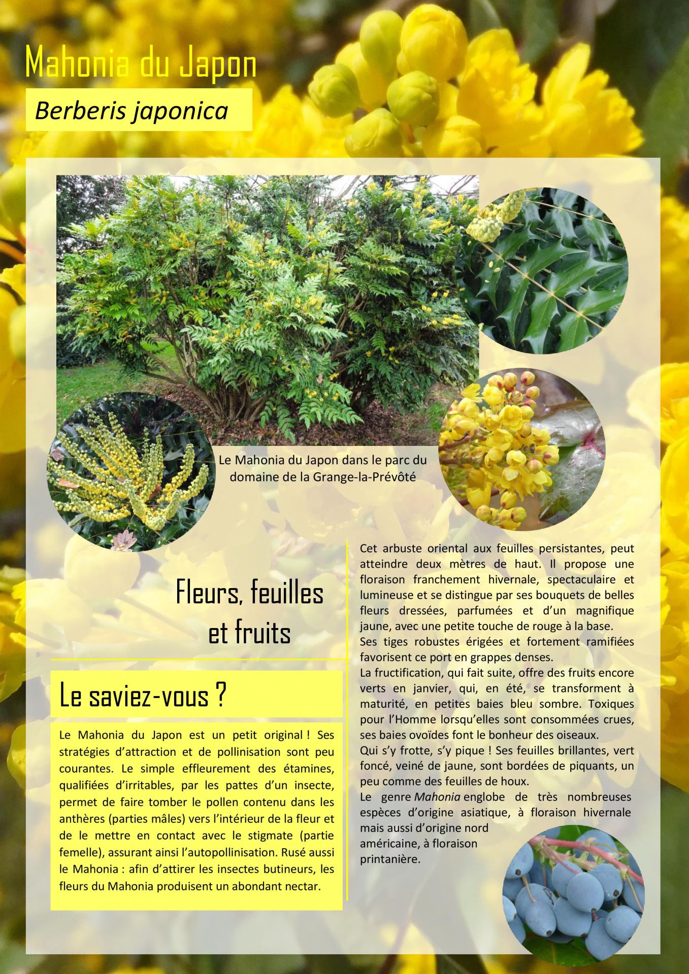 Mahonia berberis