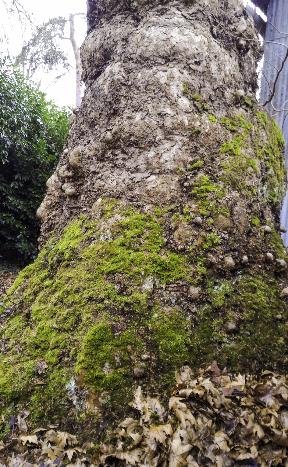 N° 9 : Platane à pied d'éléphant, classé Arbre remarquable