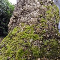 N° 9 : Platane à pied d'éléphant, classé Arbre remarquable