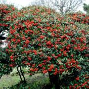 Comment est communément appelé le Pyracantha ?