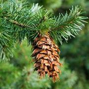 Complétez le nom de l'arbre appelé 